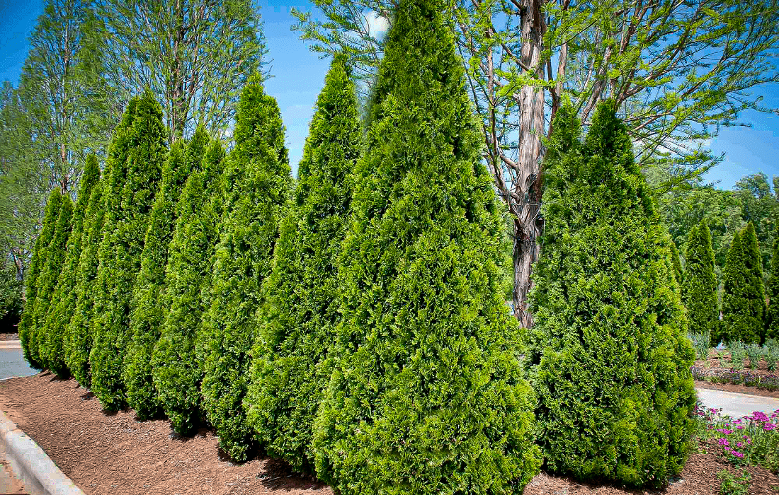 Arborvitae