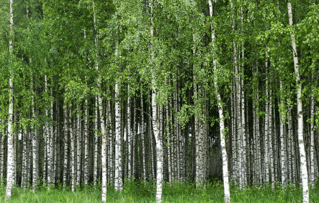 Birch