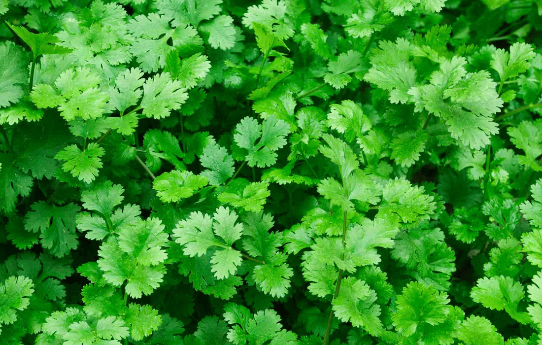 Cilantro