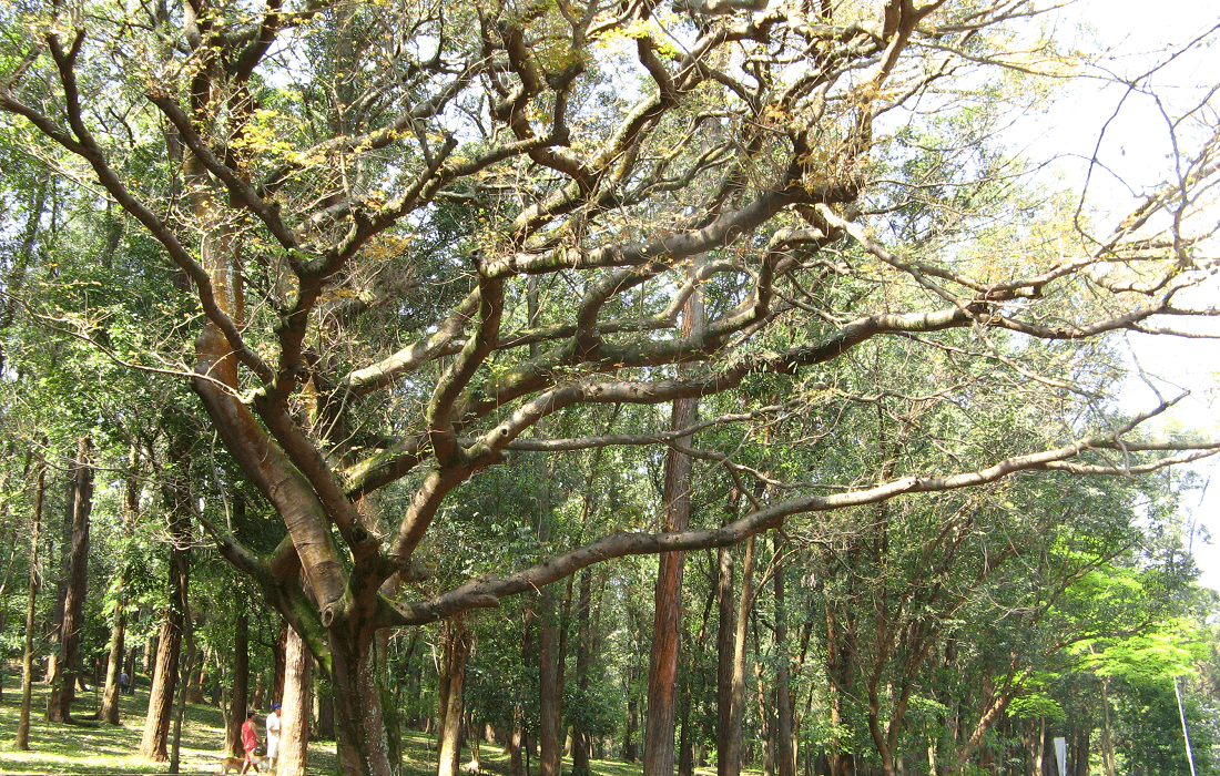 Copaiba