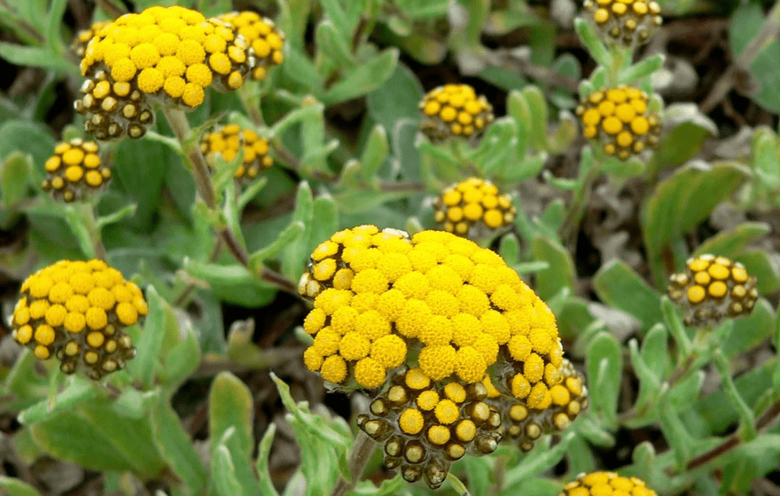 Helichrysum