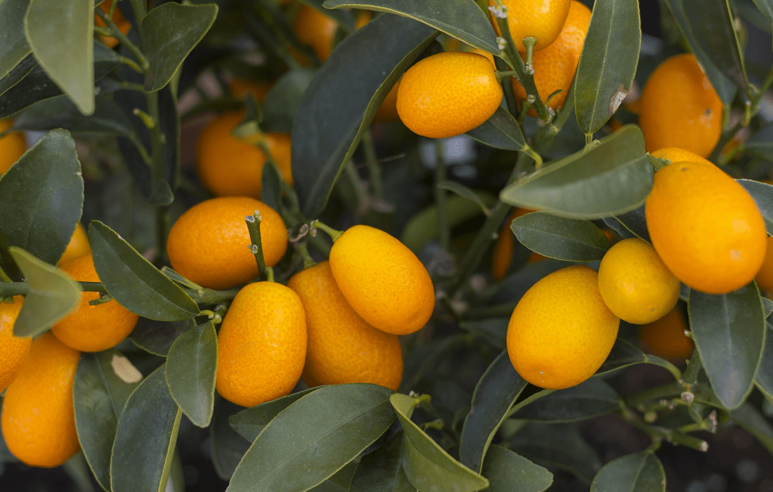 Kumquat