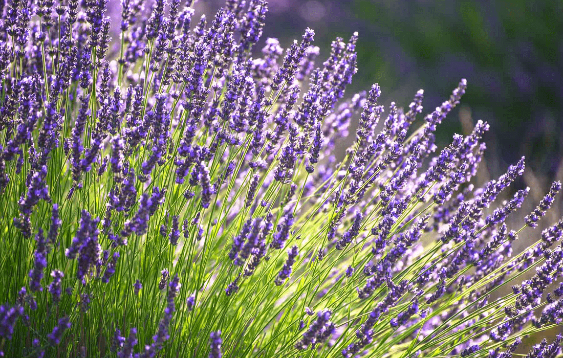Lavender