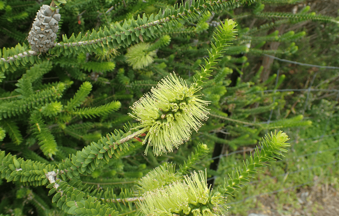 Melaleuca