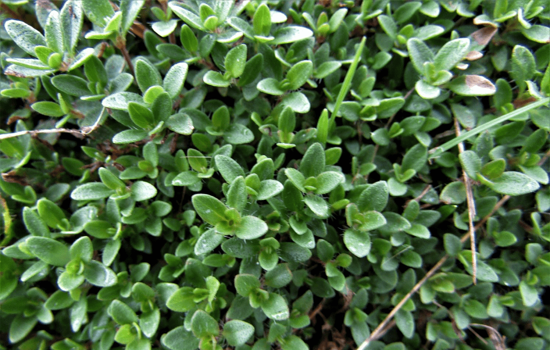 Thyme